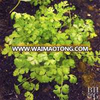 Dehydrated Dried Parsley Leaves