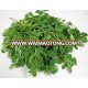 Best price for Moringa oleifera Leaves from Vietnam - Save your health