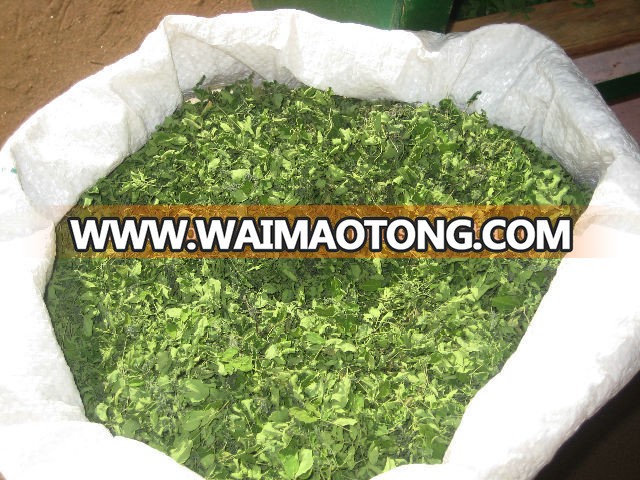 Oven Dried Moringa leaves